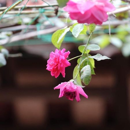 Chicken'S House- Duong Lam Homestay 河内 外观 照片
