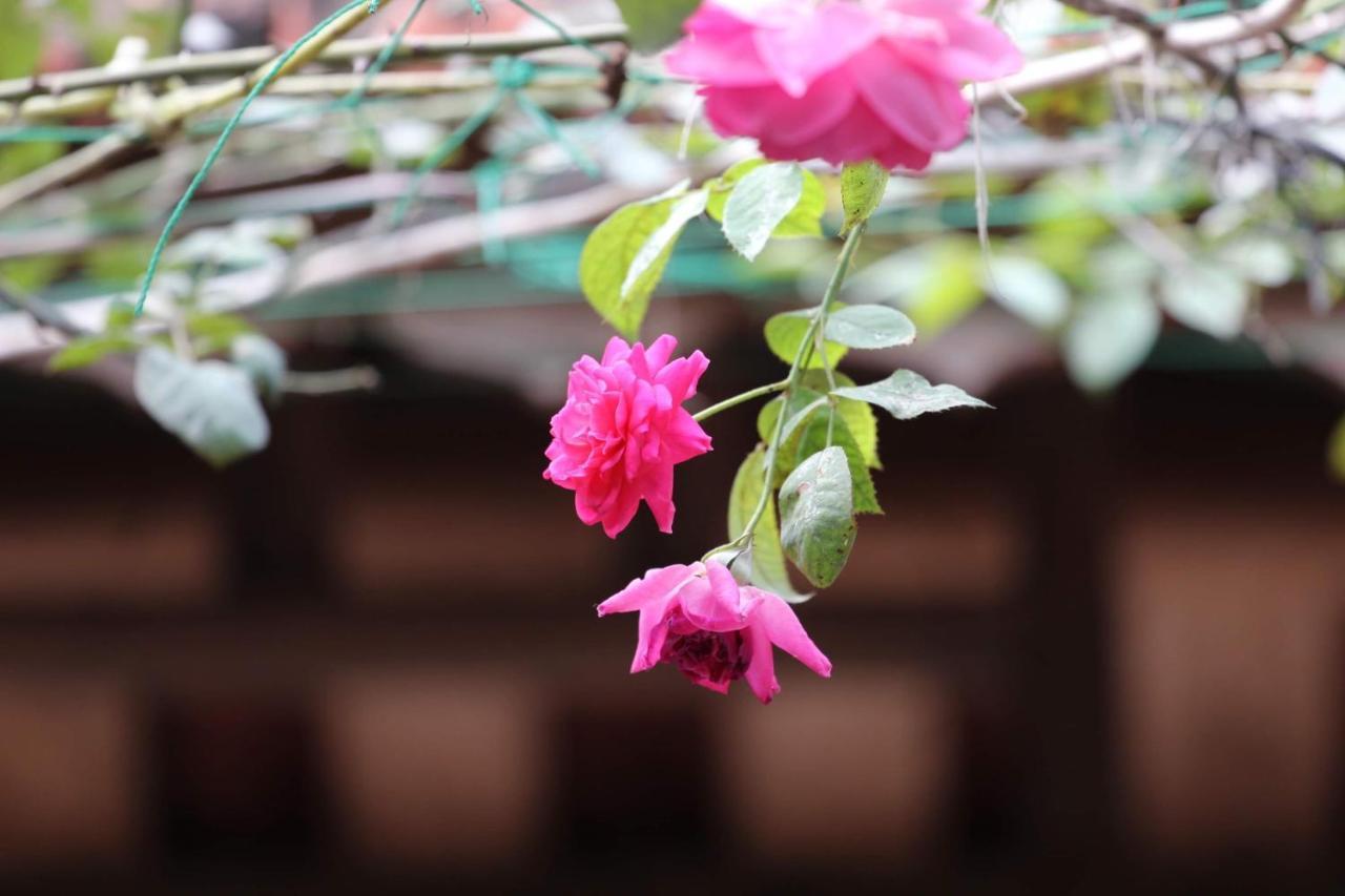 Chicken'S House- Duong Lam Homestay 河内 外观 照片